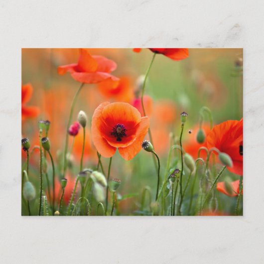Red Poppy Flowers Briefkaart (Voorkant)