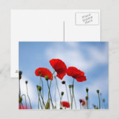 Red Poppy Flowers Briefkaart (Voorkant / Achterkant)
