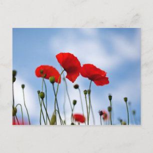 Red Poppy Flowers Briefkaart
