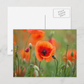 Red Poppy Flowers Briefkaart (Voorkant / Achterkant)