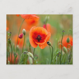 Red Poppy Flowers Briefkaart