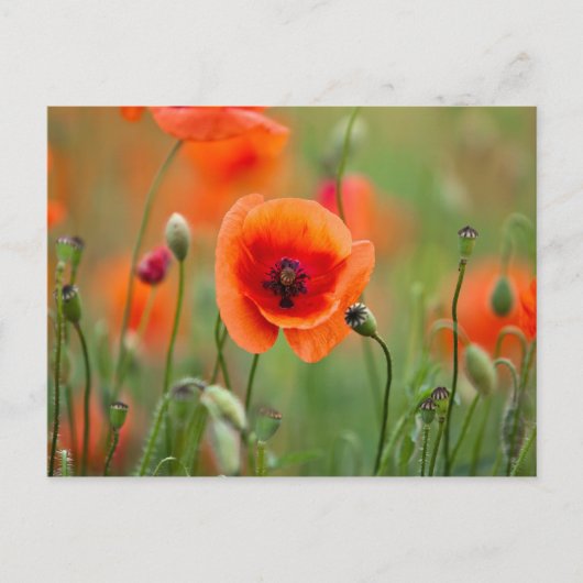 Red Poppy Flowers Briefkaart (Voorkant)