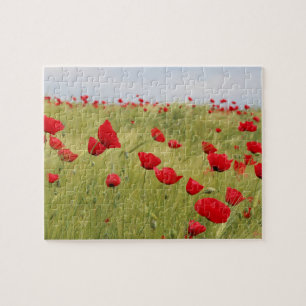 Red Poppy Flowers Field Natuur Legpuzzel