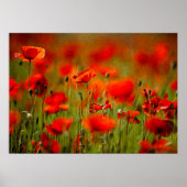 Red Poppy Flowers Poster (Voorkant)