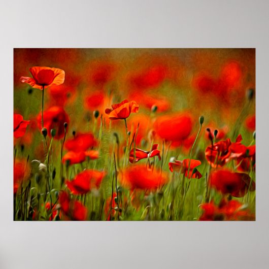 Red Poppy Flowers Poster (Voorkant)