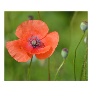 Red Poppy Foto Afdruk