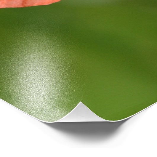 Red Poppy Foto Afdruk (Hoek)