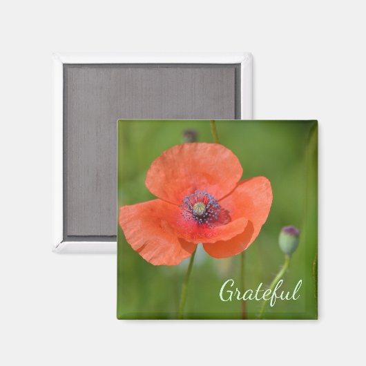 Red Poppy Gratitude Magneet (Voorkant / Achterkant)