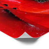 Red Poppy Herinnering aan het Poster (Hoek)