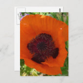 Red Poppy - Klatschmohn Briefkaart (Voorkant / Achterkant)