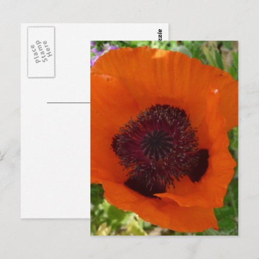 Red Poppy - Klatschmohn Briefkaart (Voorkant / Achterkant)