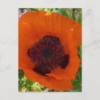 Red Poppy - Klatschmohn Briefkaart