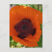 Red Poppy - Klatschmohn Briefkaart (Voorkant)