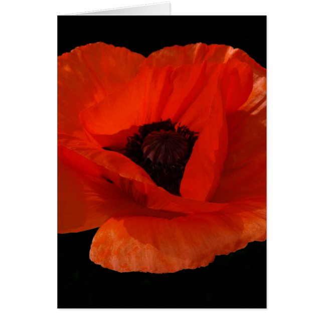 Red Poppy Macro (Voorkant)