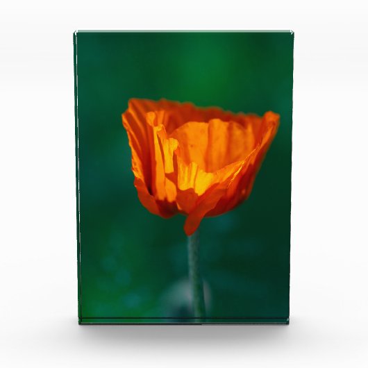 Red Poppy Macro Photography Poster Fotoblokken (Voorkant)