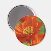 Red Poppy Magneet (Voorkant / Achterkant)