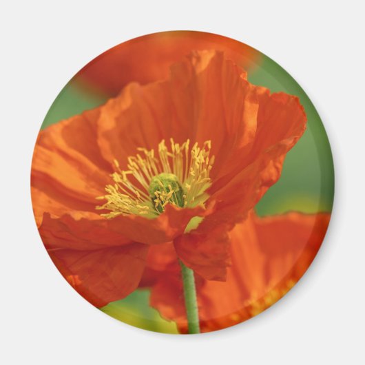 Red Poppy Magneet (Voorkant)
