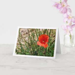 Red Poppy Portrait Kaart