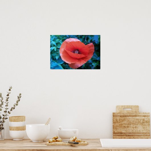 Red Poppy. Poster (Keuken)