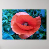 Red Poppy. Poster (Voorkant)