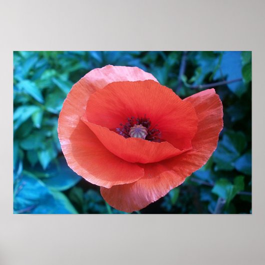 Red Poppy. Poster (Voorkant)