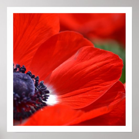 Red Poppy Spring Floral Poster (Voorkant)