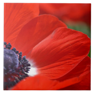 Red Poppy Spring Floral Tegeltje