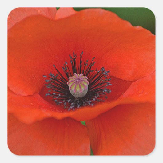 Red Poppy Sticker (Voorkant)