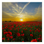 Red Poppy Sunset Poster (Voorkant)