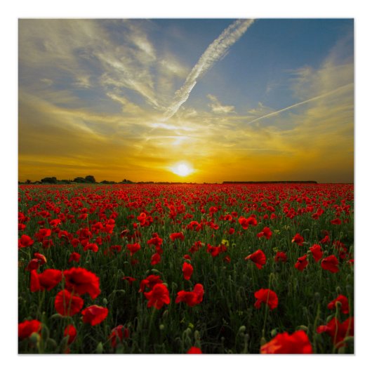 Red Poppy Sunset Poster (Voorkant)