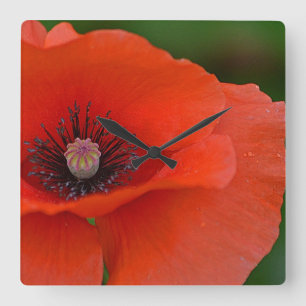 Red Poppy Wall klok