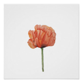 Red Poppy Watercolor Botanical Print Perfect Poster