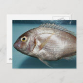 Red Porgy Briefkaart (Voorkant / Achterkant)