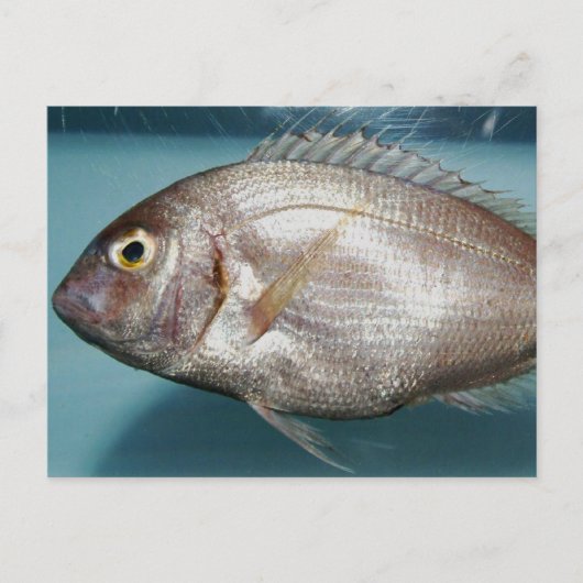 Red Porgy Briefkaart (Voorkant)