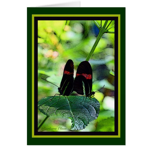 Red Postman: vlinder (Voorkant)