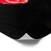 Red Primula in lente Poster (Hoek)