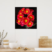 Red Primula in lente Poster (Keuken)