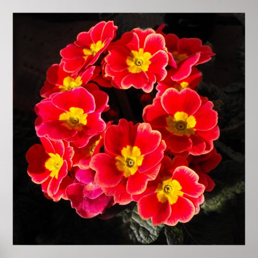 Red Primula in lente Poster (Voorkant)