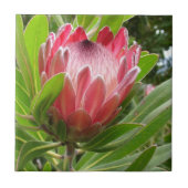 Red Protea Tegeltje (Voorkant)