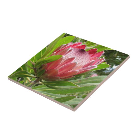 Red Protea Tegeltje (Zijkant)