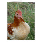 Red Pyle OEG Bantam Rooster (Voorkant)