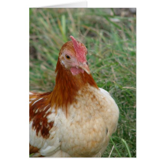 Red Pyle OEG Bantam Rooster (Voorkant)