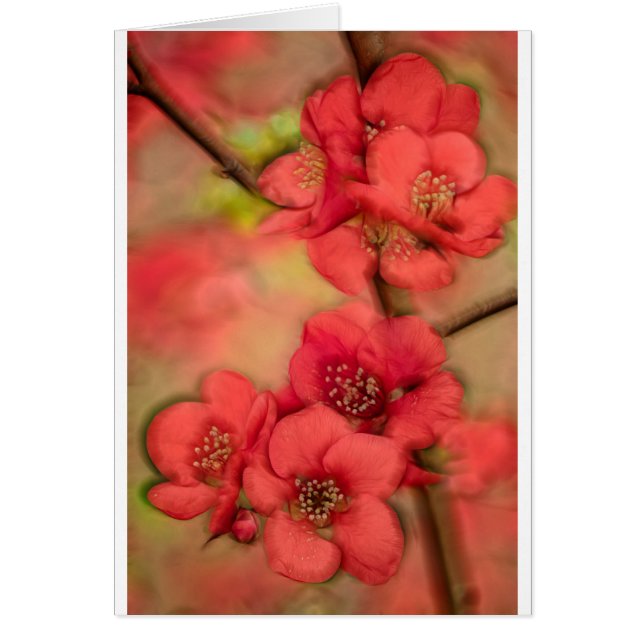 Red Quince Blossom (Voorkant)