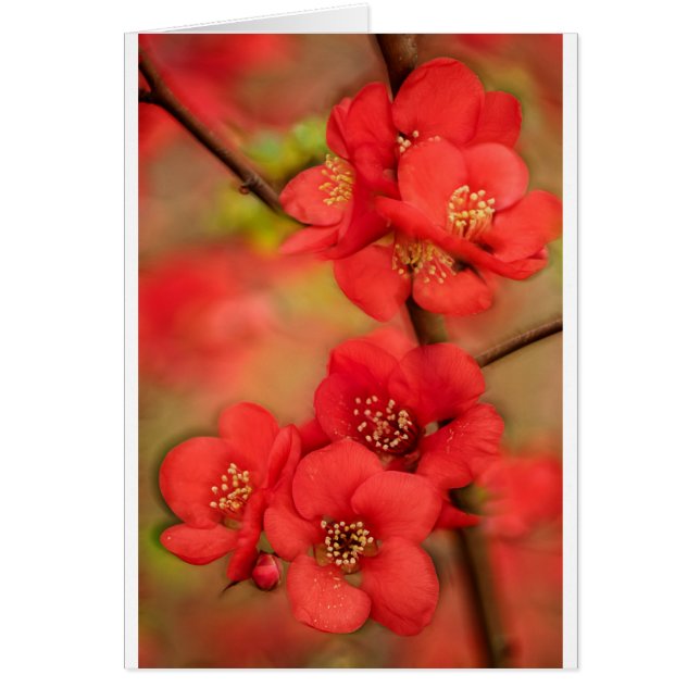 Red Quince Blossom (Voorkant)