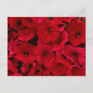 Red Rain Drop Petunias Briefkaart