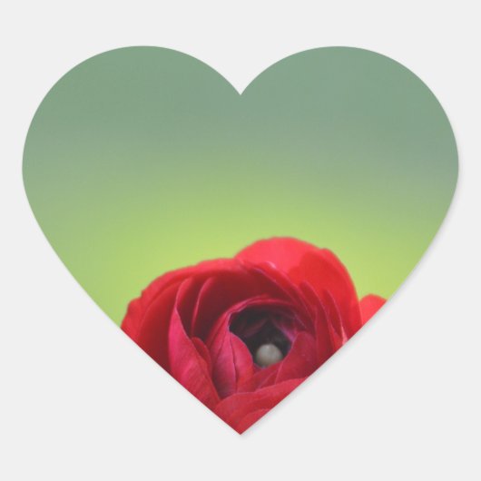 Red Ranunculus Blossom Hart Sticker (Voorkant)