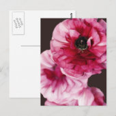 Red Ranunculus Briefkaart (Voorkant / Achterkant)