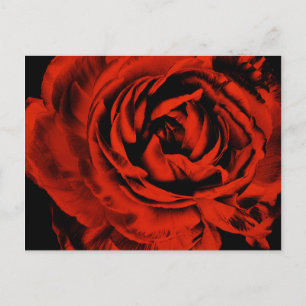 Red Ranunculus Flower Closeup Colorful Floral Briefkaart