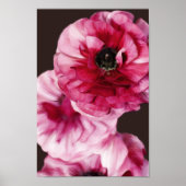 Red Ranunculus Poster (Voorkant)