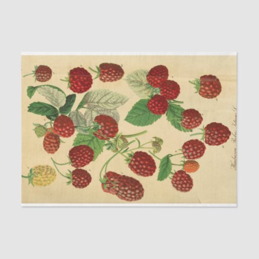 Red Raspberry Script Ephemera Decoupage Tissuepapier (Voorkant)